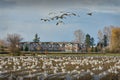 Snowgeese, Richmond BC